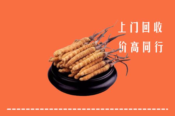 高价求购：白云区回收散虫草